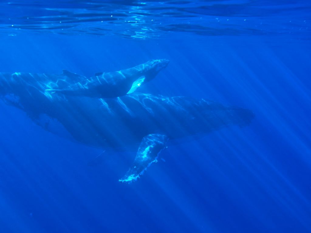 Avistamiento de ballenas