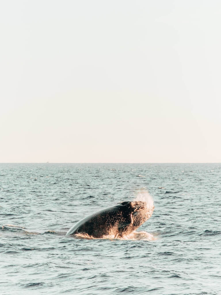 Avistamiento de ballenas
