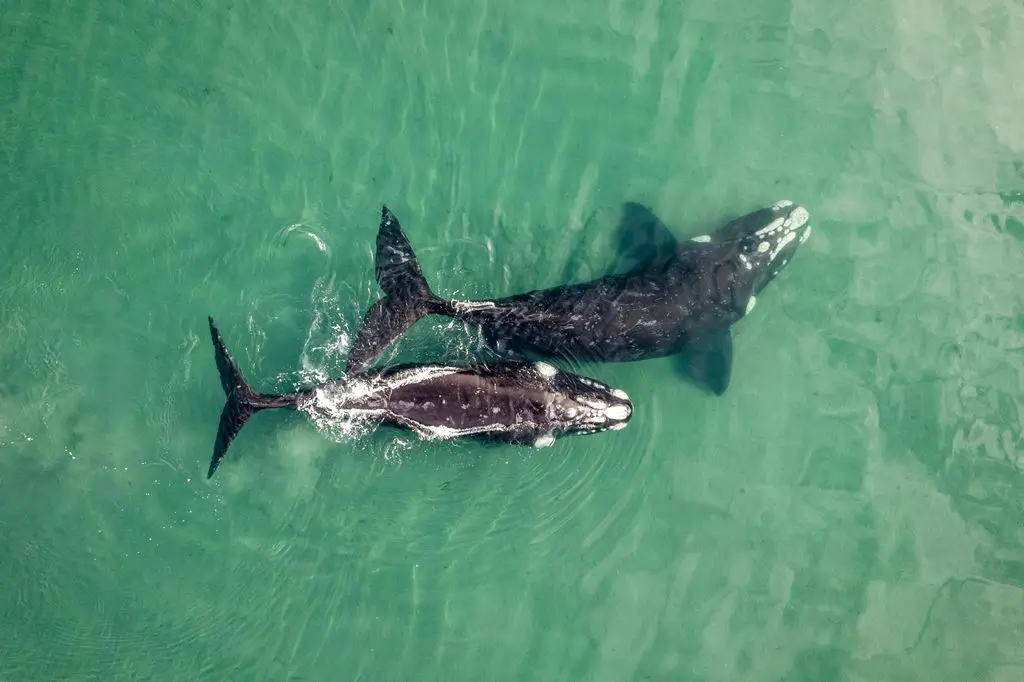 Avistamiento de ballenas